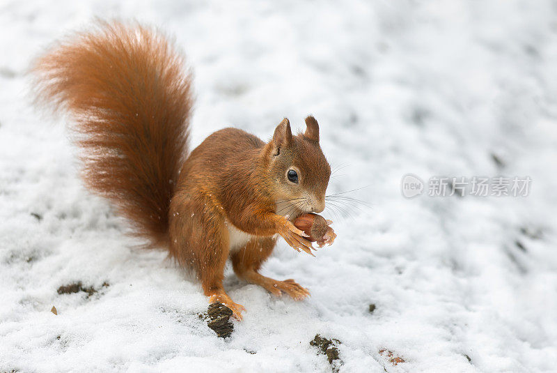 冬季的欧亚红松鼠(Sciurus vulgaris)